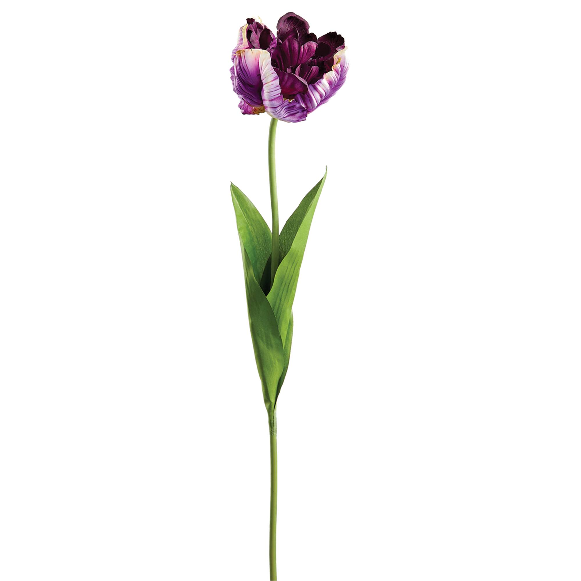 Purple Parrot Tulip Spray